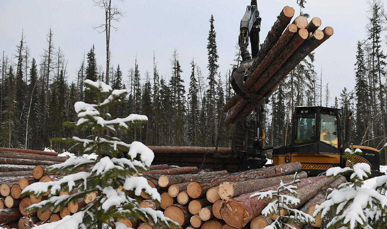 доходы от использования лесов россии в 2023 году выросли на 3% по отношению к предыдущему году